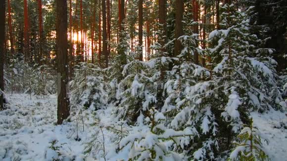 冬天的森林阳光下的雪中云杉视频的预览图