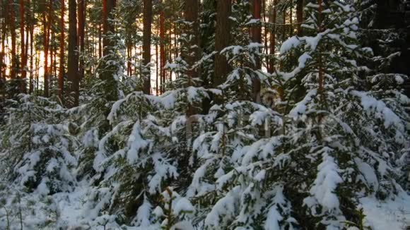 冬天的森林阳光下的雪中云杉视频的预览图