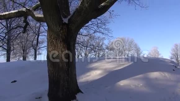 冬天的老橡树在雪地上旋转视频的预览图