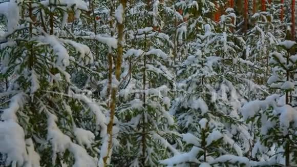 冬天的森林阳光下的雪中云杉视频的预览图