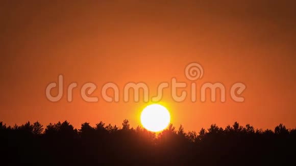 日落穿过树林特写镜头无眩光视频的预览图