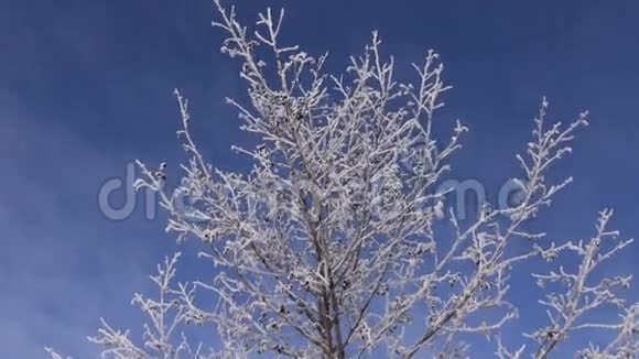 树枝上的新鲜霜冻自然背景视频的预览图