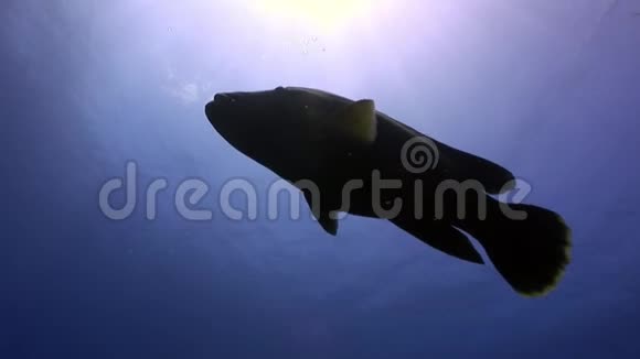 埃及红海深蓝色背景上的巨型濑拿破仑鱼视频的预览图