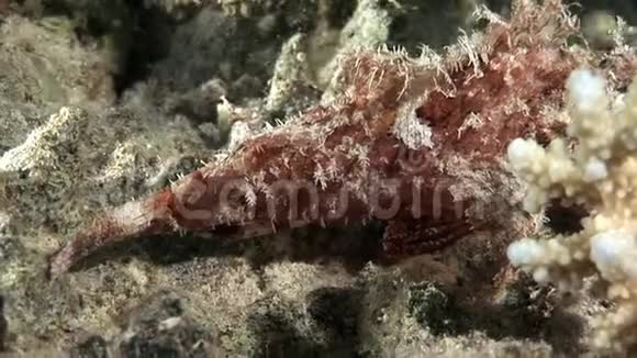 长胡子的蝎子鱼在水下有毒视频的预览图