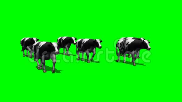 一群小奶牛在镜头前奔跑绿色的屏幕视频的预览图