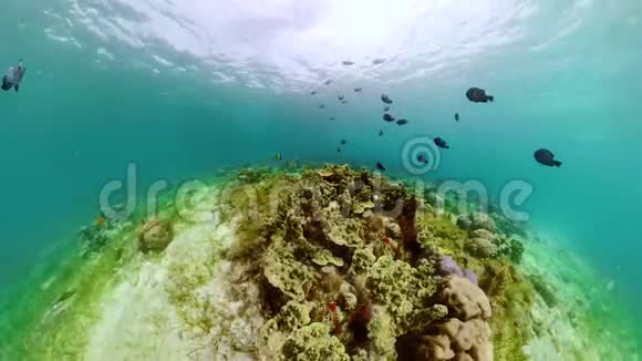 珊瑚礁的水下世界视频的预览图