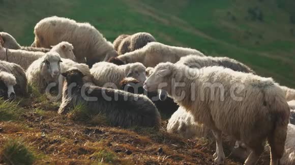 在牧场吃草的羊群视频的预览图