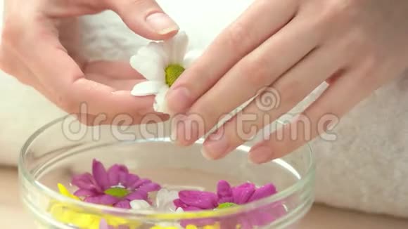 雌性手中的白色小菊花视频的预览图