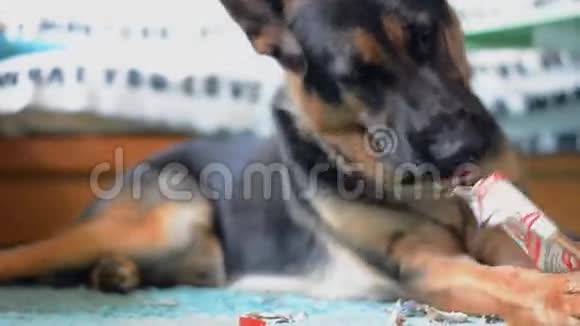 狗吃空盒子的果汁相机幻灯片平稳的运动视频的预览图
