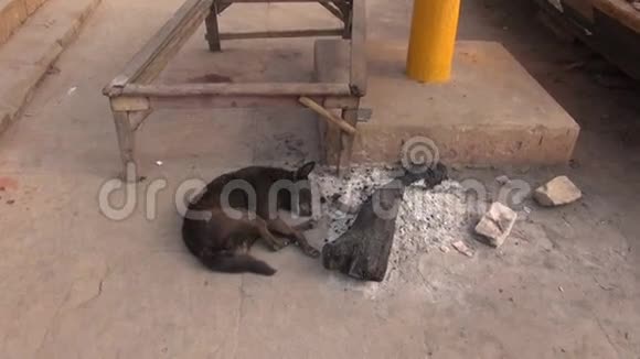 印度瓦拉纳西睡在火灰附近的狗视频的预览图