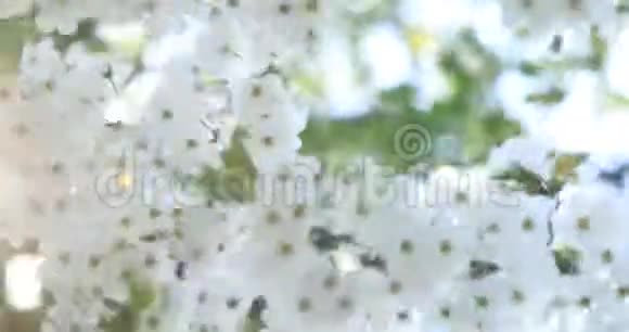 春季开花樱桃白花特写选择性聚焦和浅深的田野视频的预览图