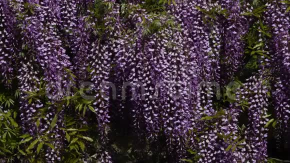 美丽的紫藤盛开在著名的巴迪尼花园在佛罗伦萨意大利视频的预览图