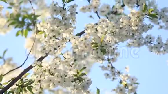 春季开花樱桃白花特写选择性聚焦和浅深的田野视频的预览图