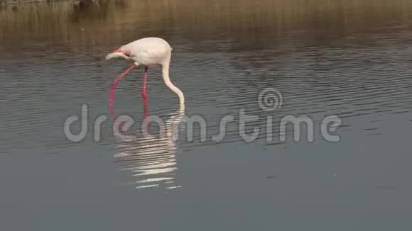 湖上的粉红火烈鸟腓尼基翅目鸟池塘里美丽的白色粉红鸟环境中的水生鸟非洲野生动物视频的预览图