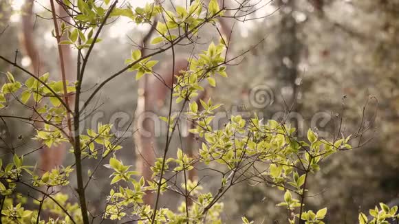 春天的树在森林背景上叶子视频的预览图