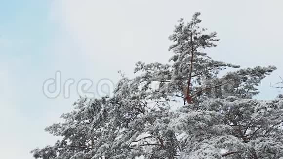 在寒冷的冬天高大的云杉树被雪覆盖视频的预览图