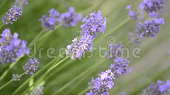 薰衣草夏天的花朵视频的预览图
