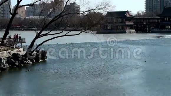 一家人来到码头看龙潭湖的鸭鹅视频的预览图