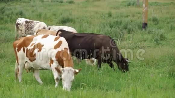 奶牛在草甸视频的预览图