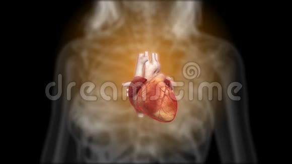 X射线心脏在行动循环视频的预览图