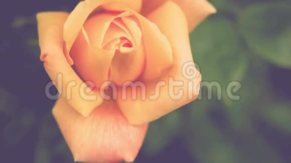 晨光下美丽的天然黄玫瑰深绿色背景视频的预览图