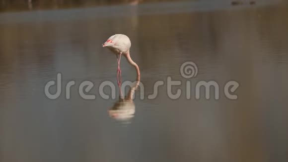 湖上的粉红火烈鸟腓尼基翅目鸟池塘里美丽的白色粉红鸟环境中的水生鸟非洲野生动物视频的预览图