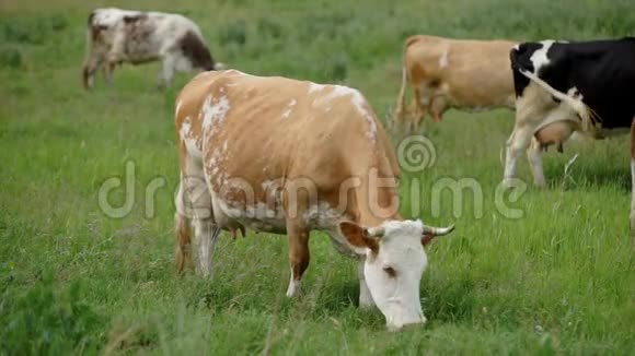 奶牛在草甸视频的预览图