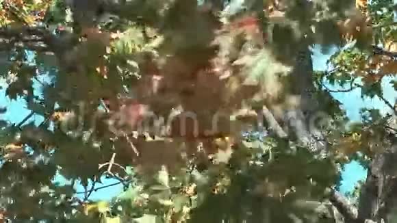 枫树视频的预览图