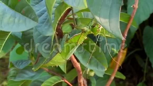 刺杆昆虫槟城马来西亚视频的预览图