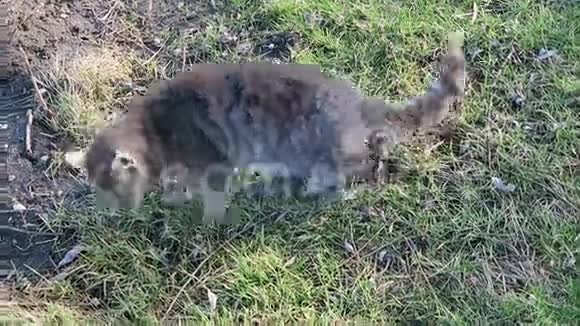 小猫在草地上玩耍视频的预览图