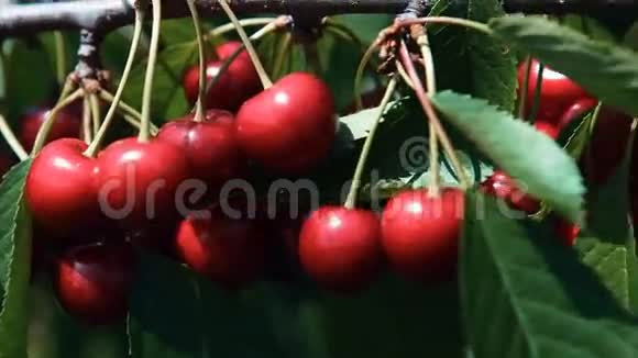 樱桃树枝上的成熟樱桃视频的预览图
