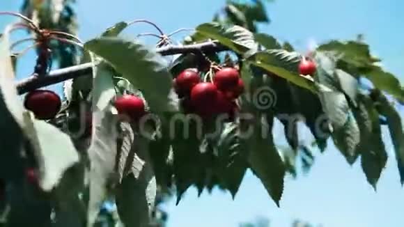 樱桃树枝上的成熟樱桃视频的预览图