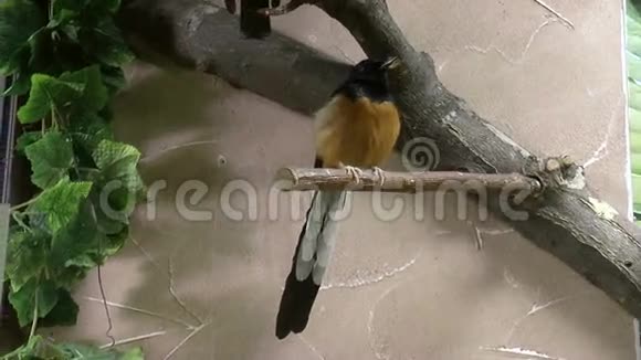 鸟贝罗波亚斯尼克尼喜鹊罗宾视频的预览图