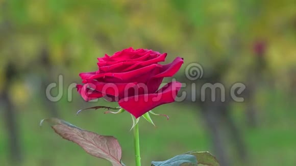 葡萄园背景上的红玫瑰视频的预览图