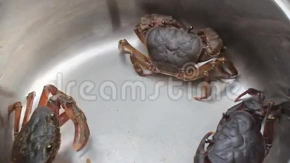螃蟹爬行的场景视频的预览图