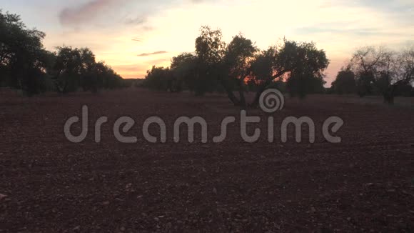橄榄树种植园阳光下的橄榄枝视频的预览图