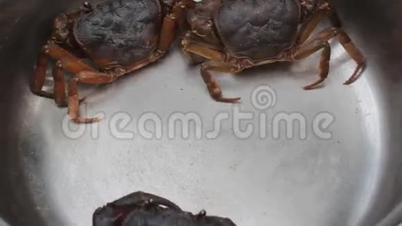 螃蟹爬行的场景视频的预览图