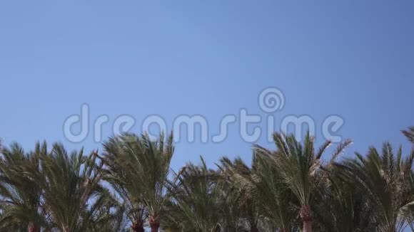 棕榈树在海滩上随风摆动关门视频的预览图