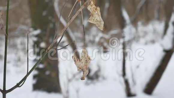 孤独的枯叶随风摇曳在树枝上的冬林冬雪自然景观视频的预览图