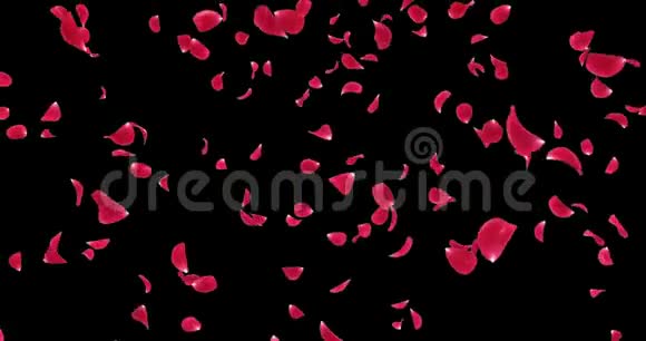 飞扬的暗红色玫瑰花瓣飘落背景阿尔法哑光环4k视频的预览图