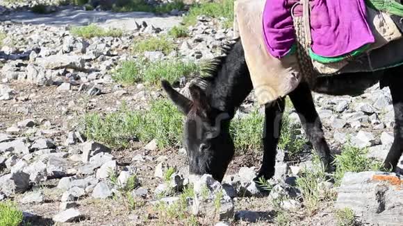 驴子吃草塔吉克斯坦视频的预览图