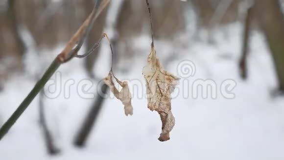 孤独的枯叶随风摇曳在树枝上的冬林冬雪自然景观视频的预览图