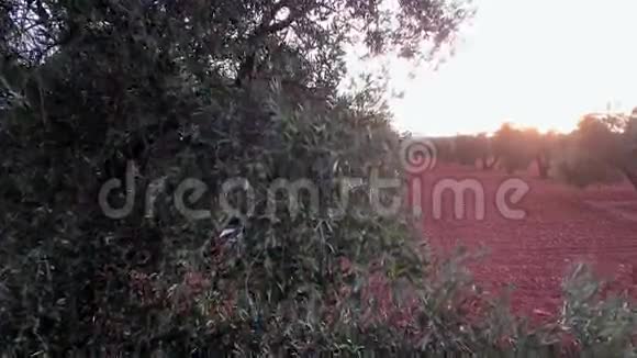 橄榄树种植园阳光下的橄榄枝视频的预览图