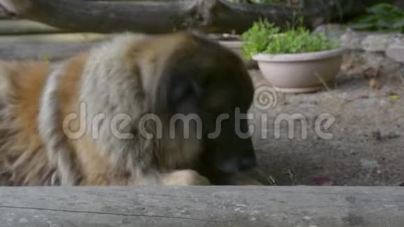 塞拉达埃斯特雷拉葡萄牙犬视频的预览图