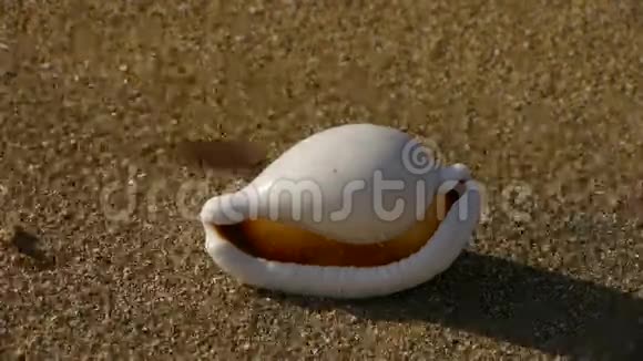 沙滩上的白海螺风吹沙视频的预览图