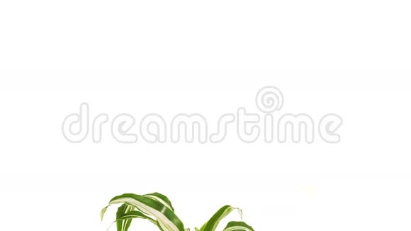 在白色背景上分离的旋转植物dracaena视频的预览图