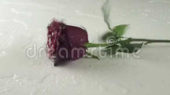 白底红玫瑰落水慢镜头视频的预览图