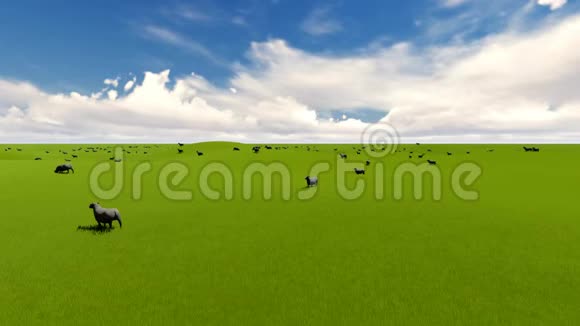 夏日欢乐背景农场动物夏日乡村风景小羊视频的预览图