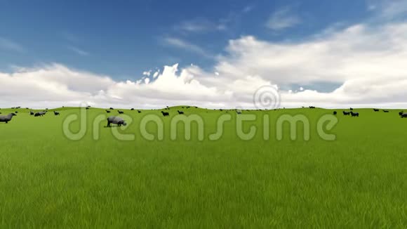 夏日欢乐背景农场动物夏日乡村风景小羊视频的预览图