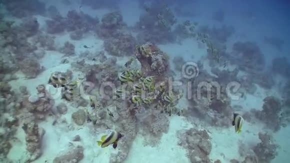 珊瑚礁上的旗鱼视频的预览图
